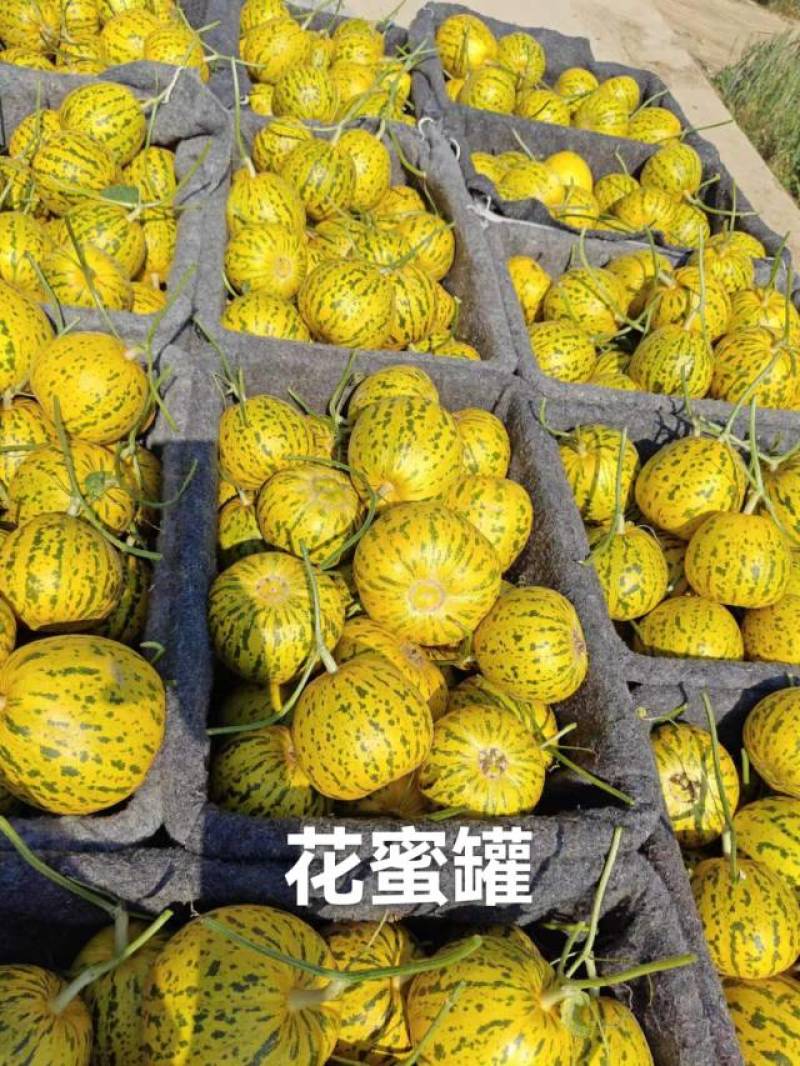 甜瓜博洋6号等20多个品种，品质保证，看货说价