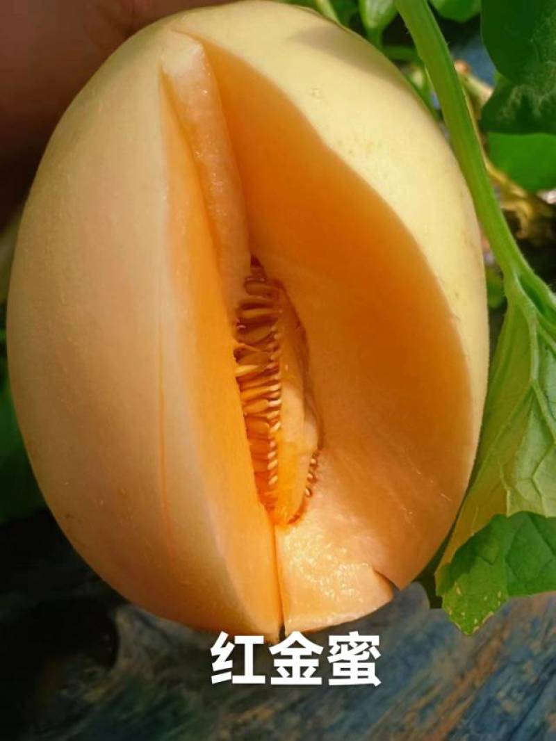 甜瓜博洋6号等20多个品种，品质保证，看货说价