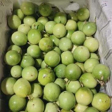 钦蜜9号小果45-60克/中果60-70克/大果70-9