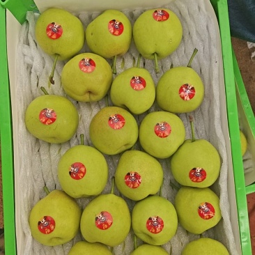 丁香梨100克起,高原蜜梨