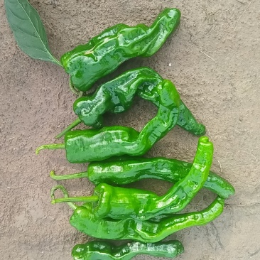 鲜辣椒