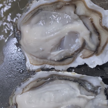 生蚝流通货;流通上;流通精
