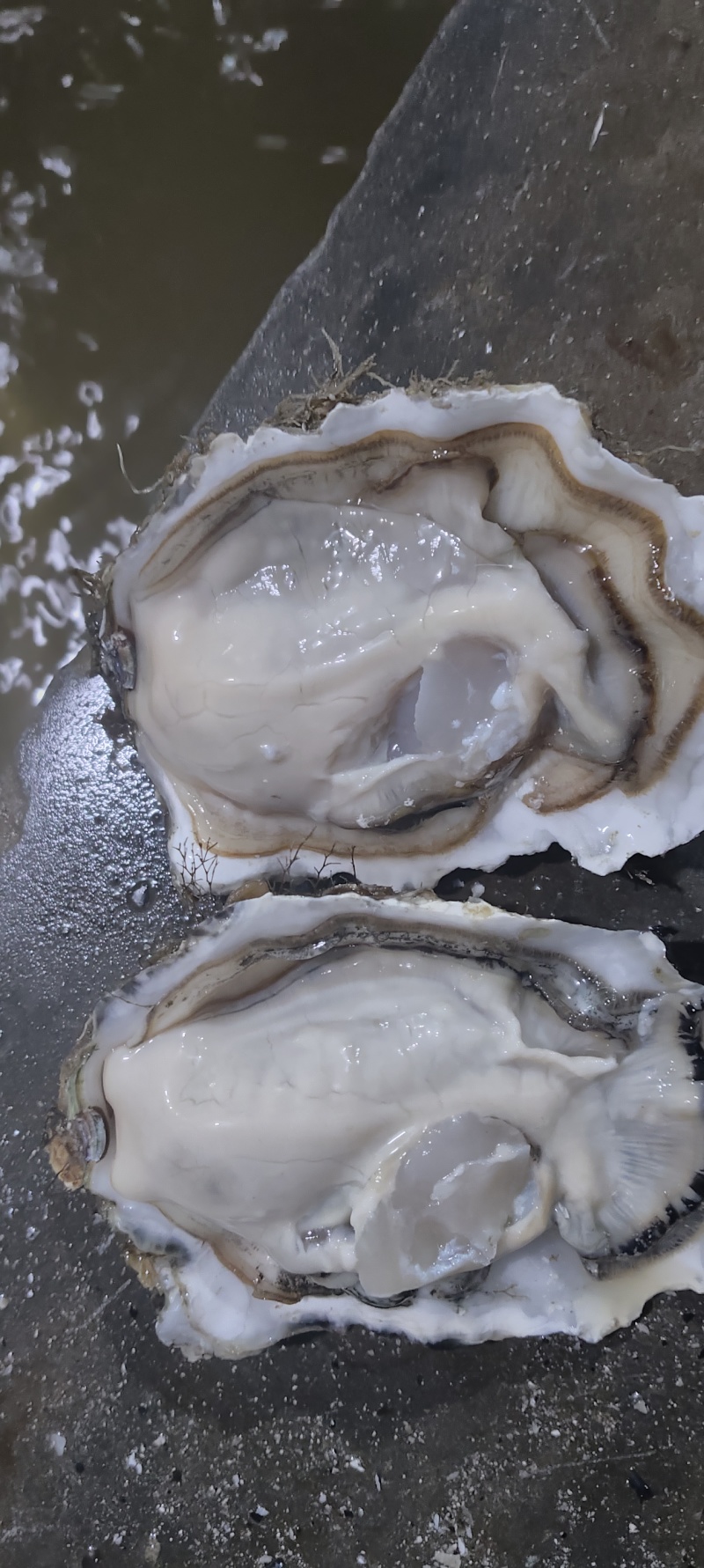 生蚝流通货;流通上;流通精