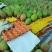 芒果红龙芒:好果2.5-2.6元/斤;次果2.3-2.4