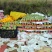 芒果红龙芒:好果2.5-2.6元/斤;次果2.3-2.4