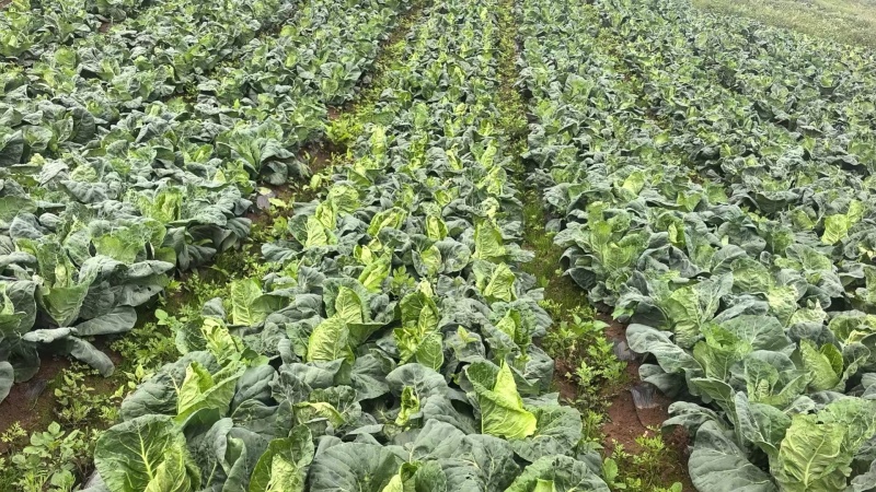 圆包菜