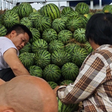 红薯济薯33沙地红薯