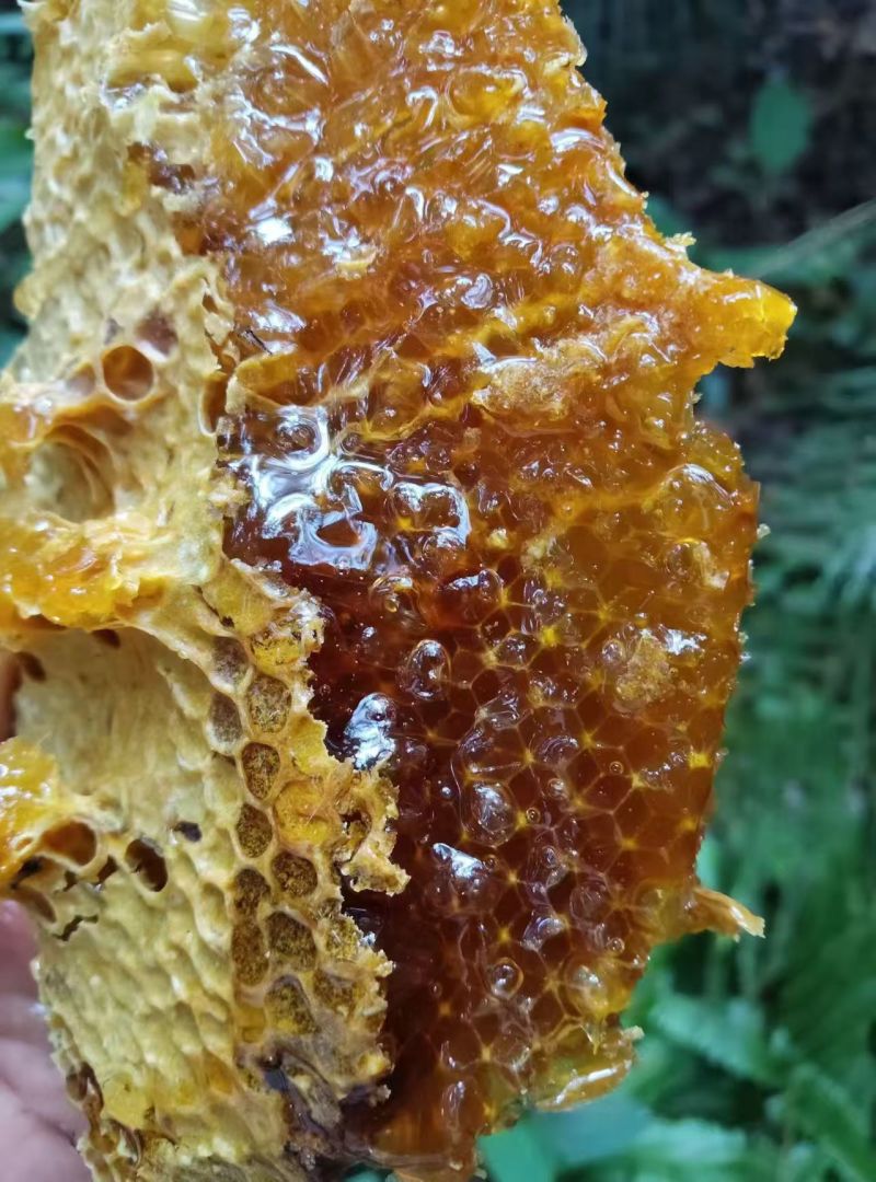野蜂蜜野生带蜂巢