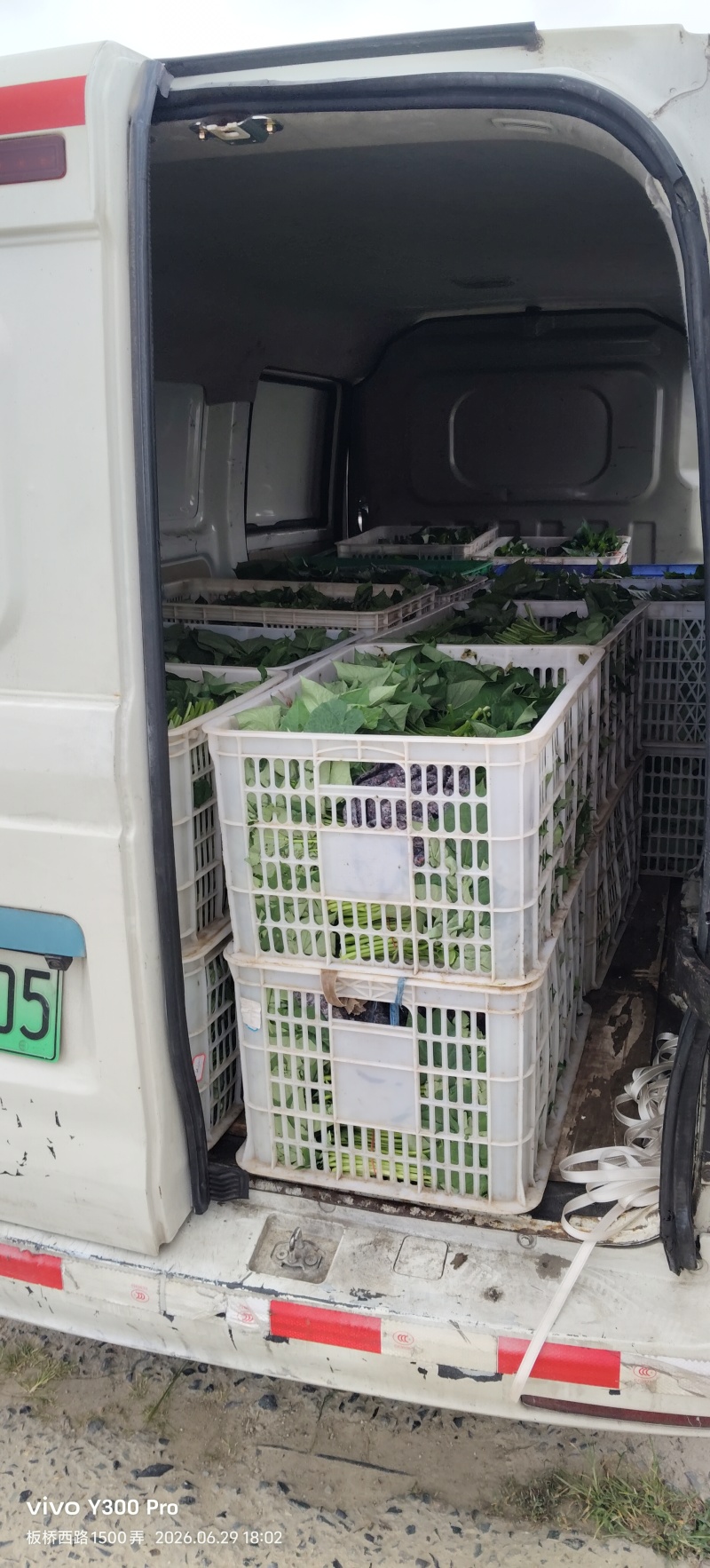 番薯叶长度25公分左右