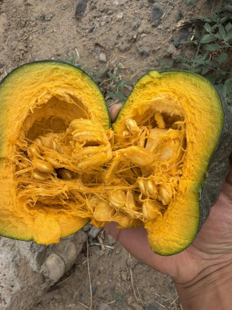 宁夏贝贝南瓜大量上市产地直发量大价优欢迎随时联系看货！