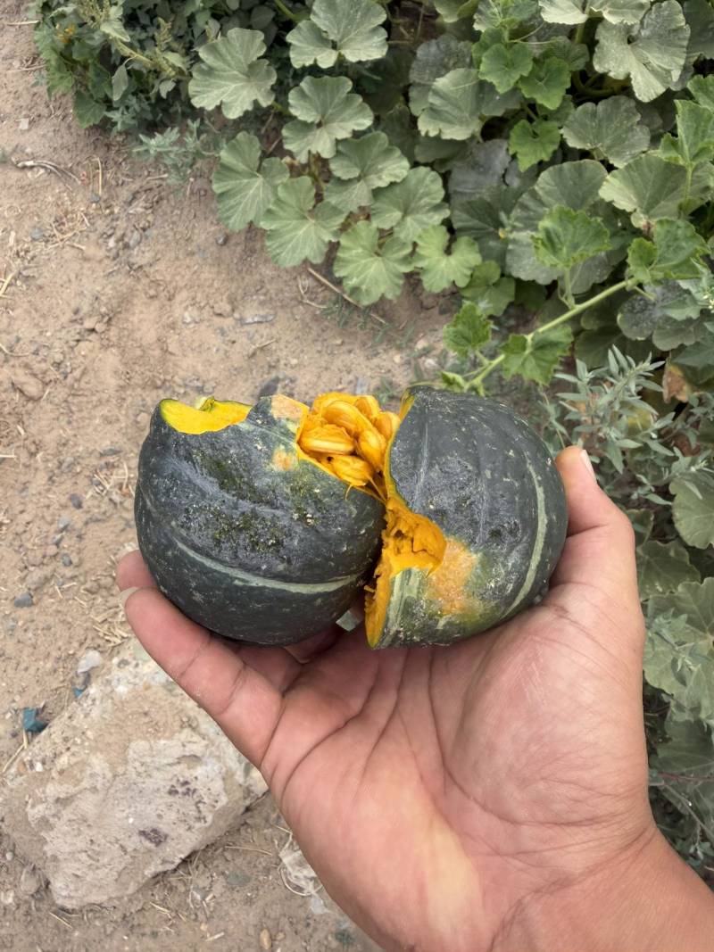 宁夏贝贝南瓜大量上市产地直发量大价优欢迎随时联系看货！
