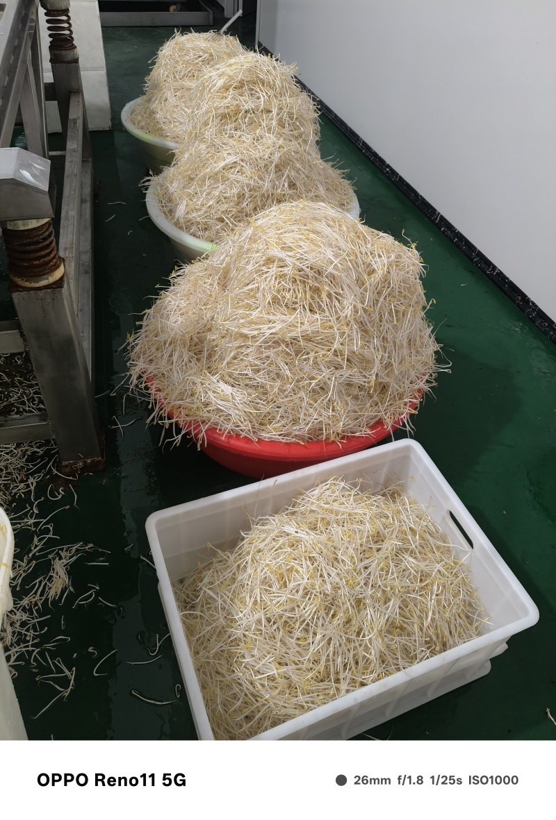 豆芽