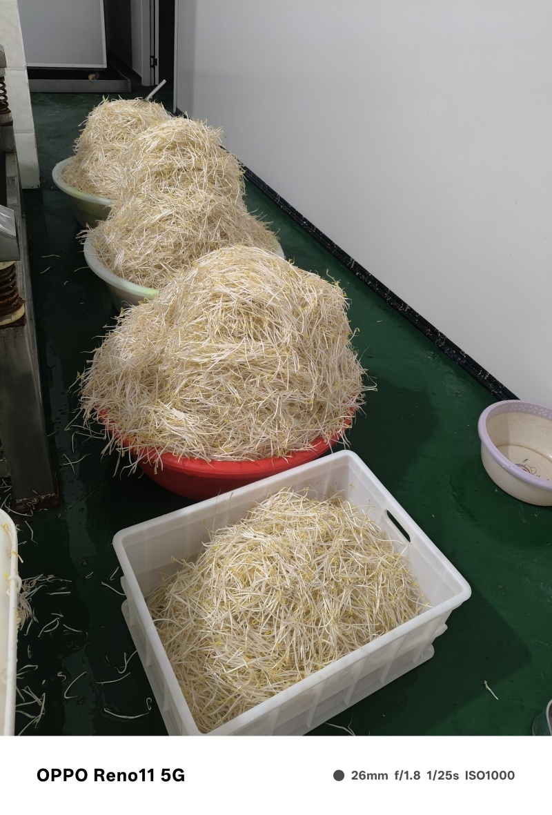 豆芽