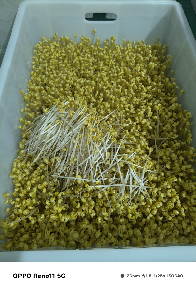 豆芽