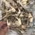黄精种苗黄精块茎苗/子育苗