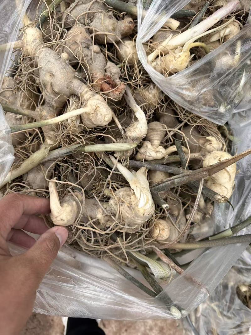 黄精种苗黄精块茎苗/子育苗