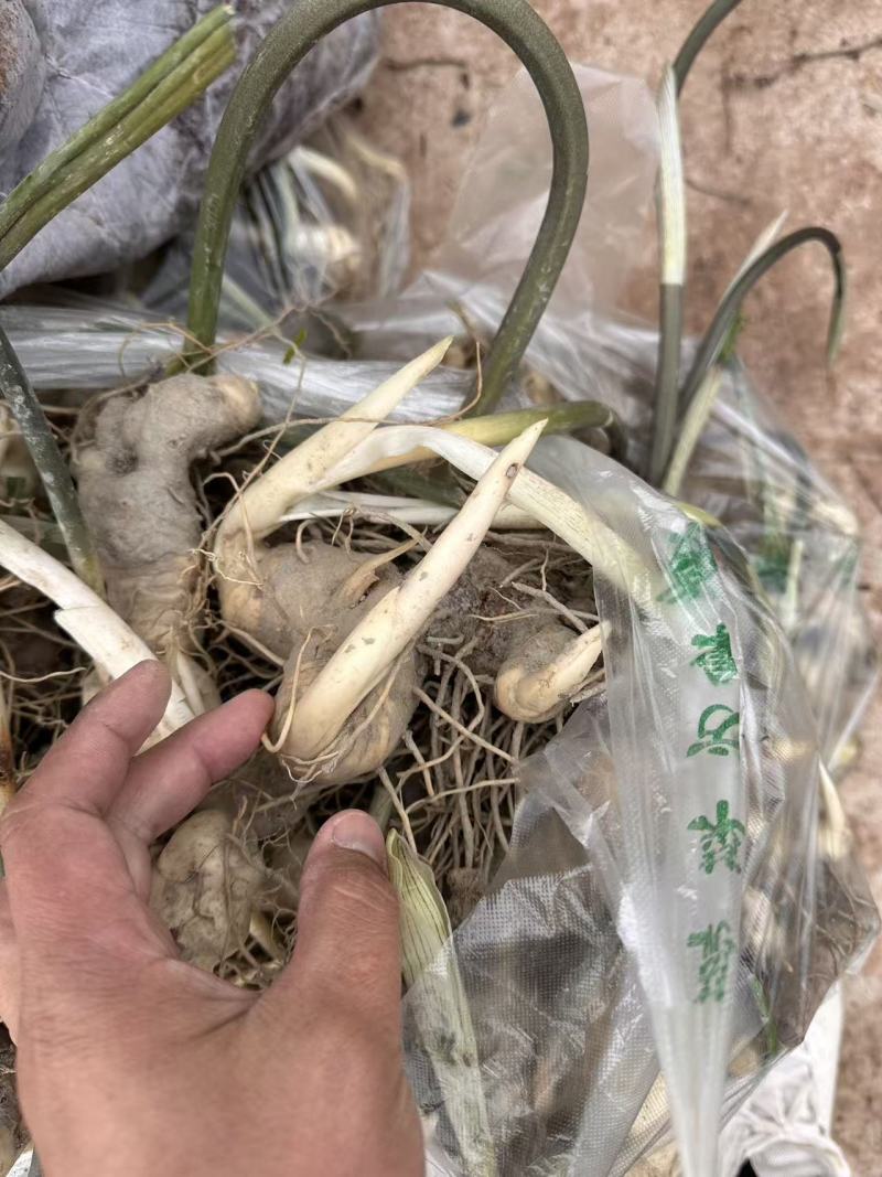 黄精种苗黄精块茎苗/子育苗
