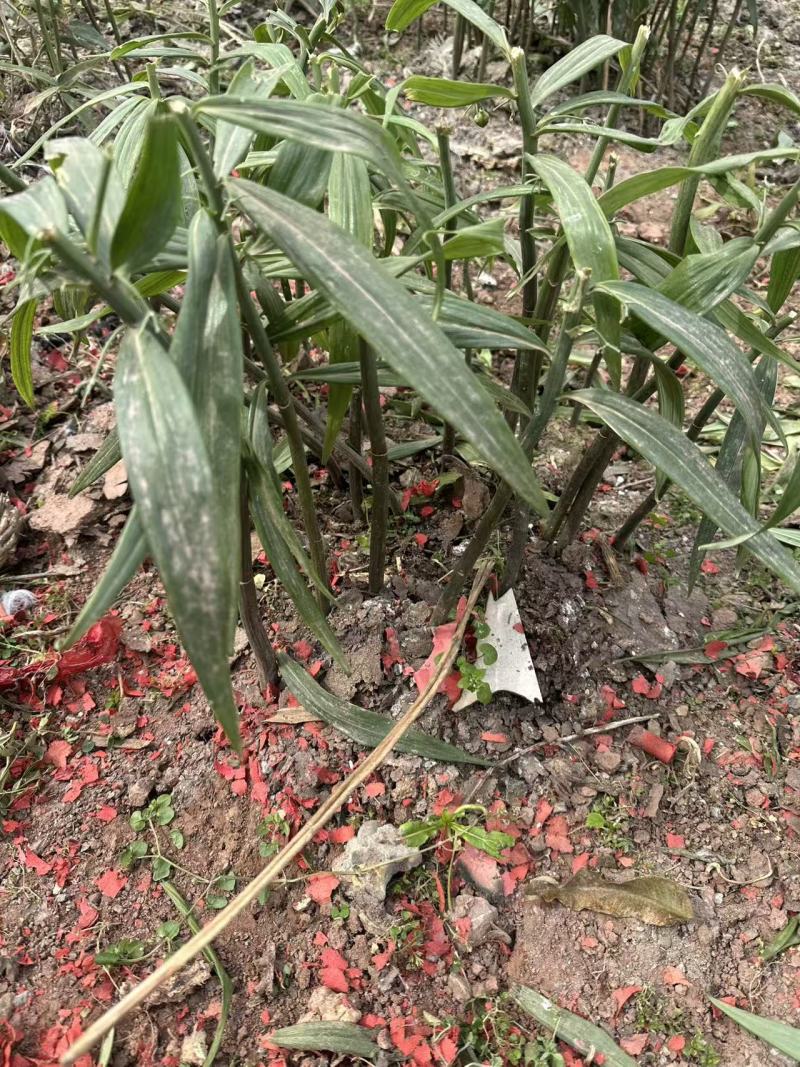 黄精种苗黄精块茎苗/子育苗