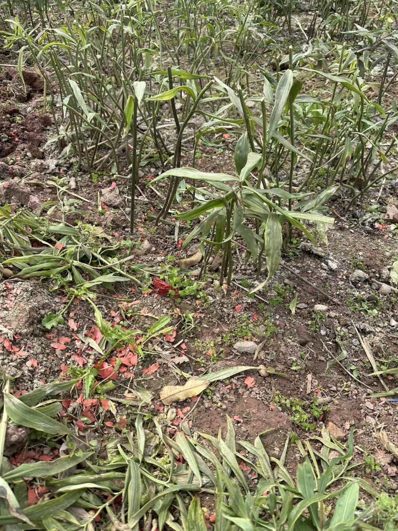 黄精种苗黄精块茎苗/子育苗