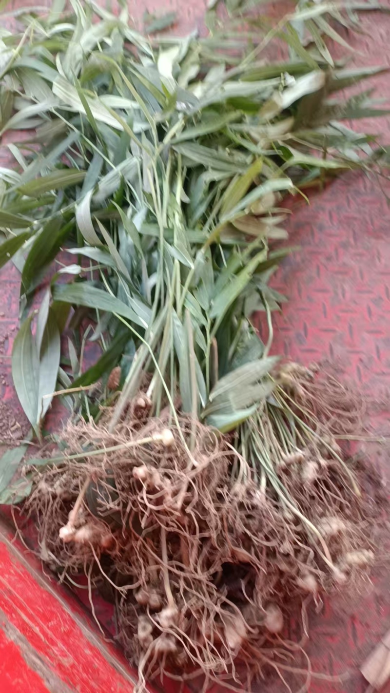 黄精种苗黄精块茎苗/子育苗