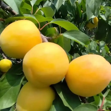 黄金大杏梅箱装，有防尘袋