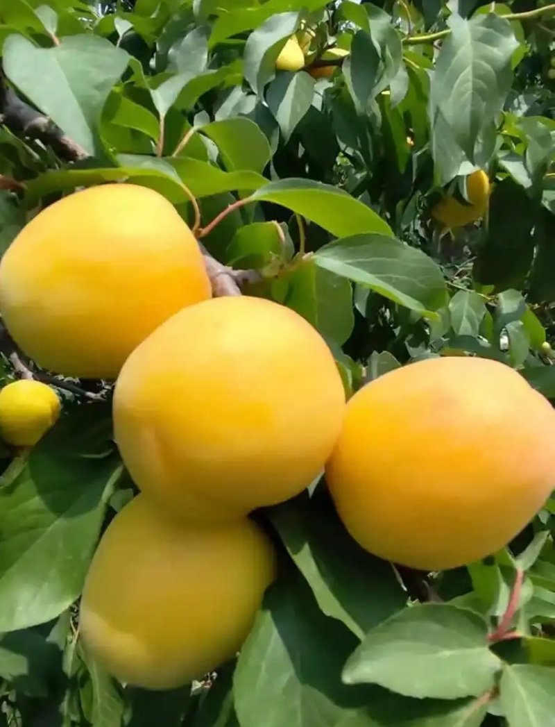 黄金大杏梅箱装，有防尘袋