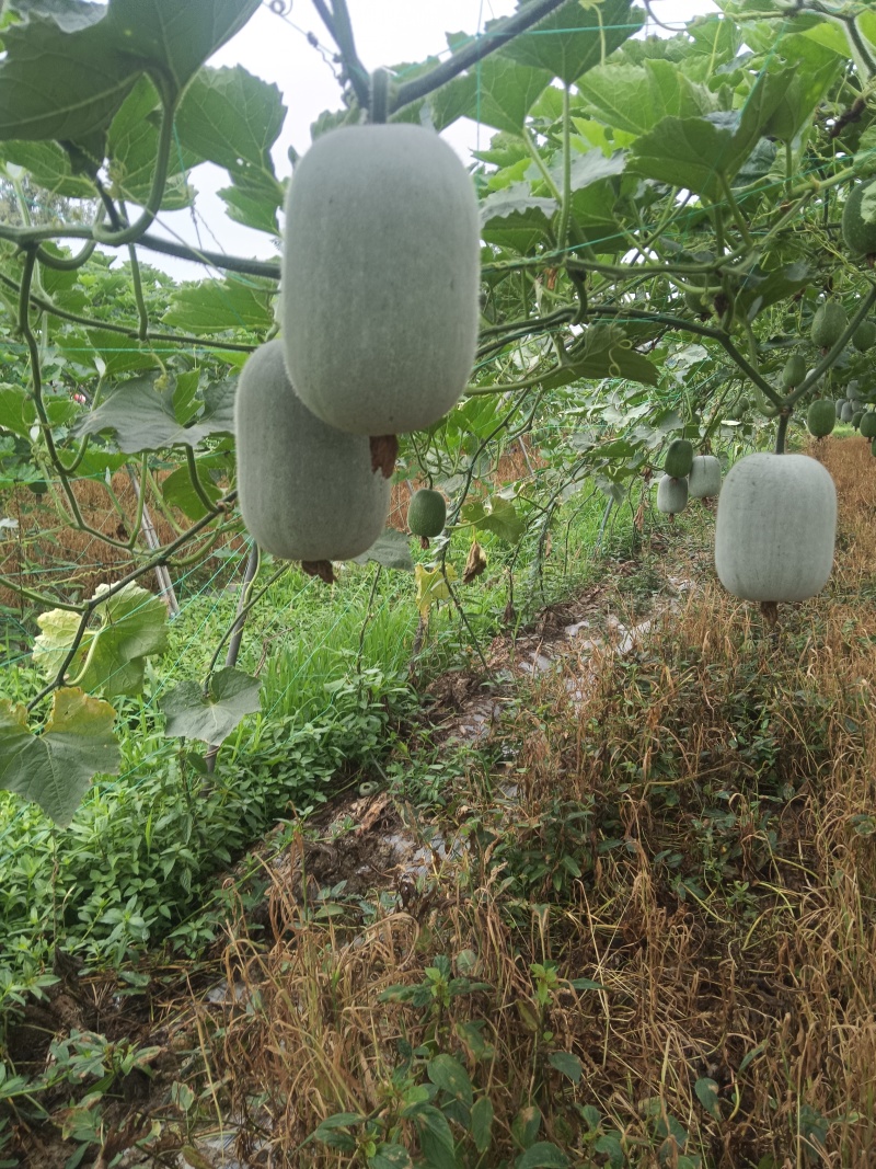 米冬瓜单个3-6斤左右或2-5斤左右