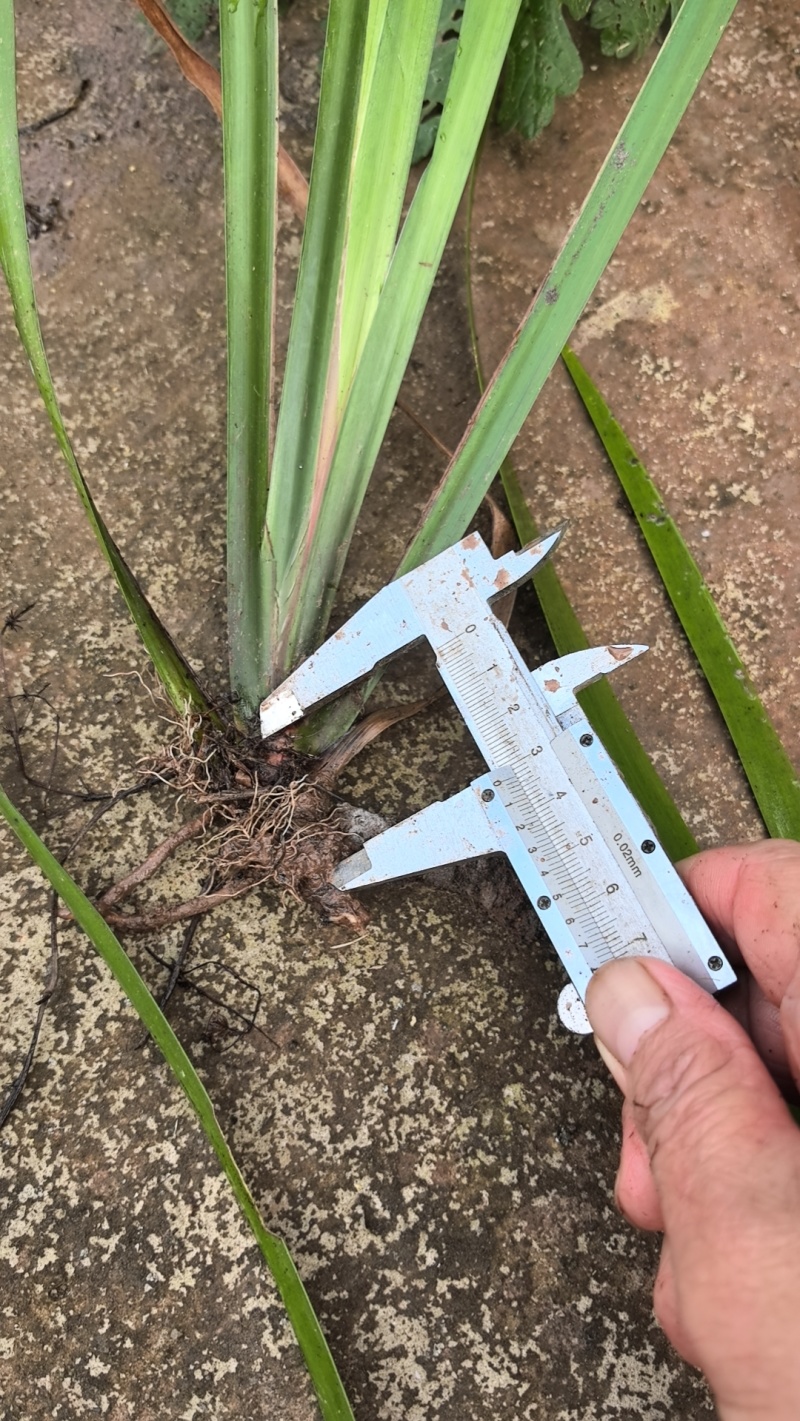 石菖蒲苗根茎苗/子育苗
