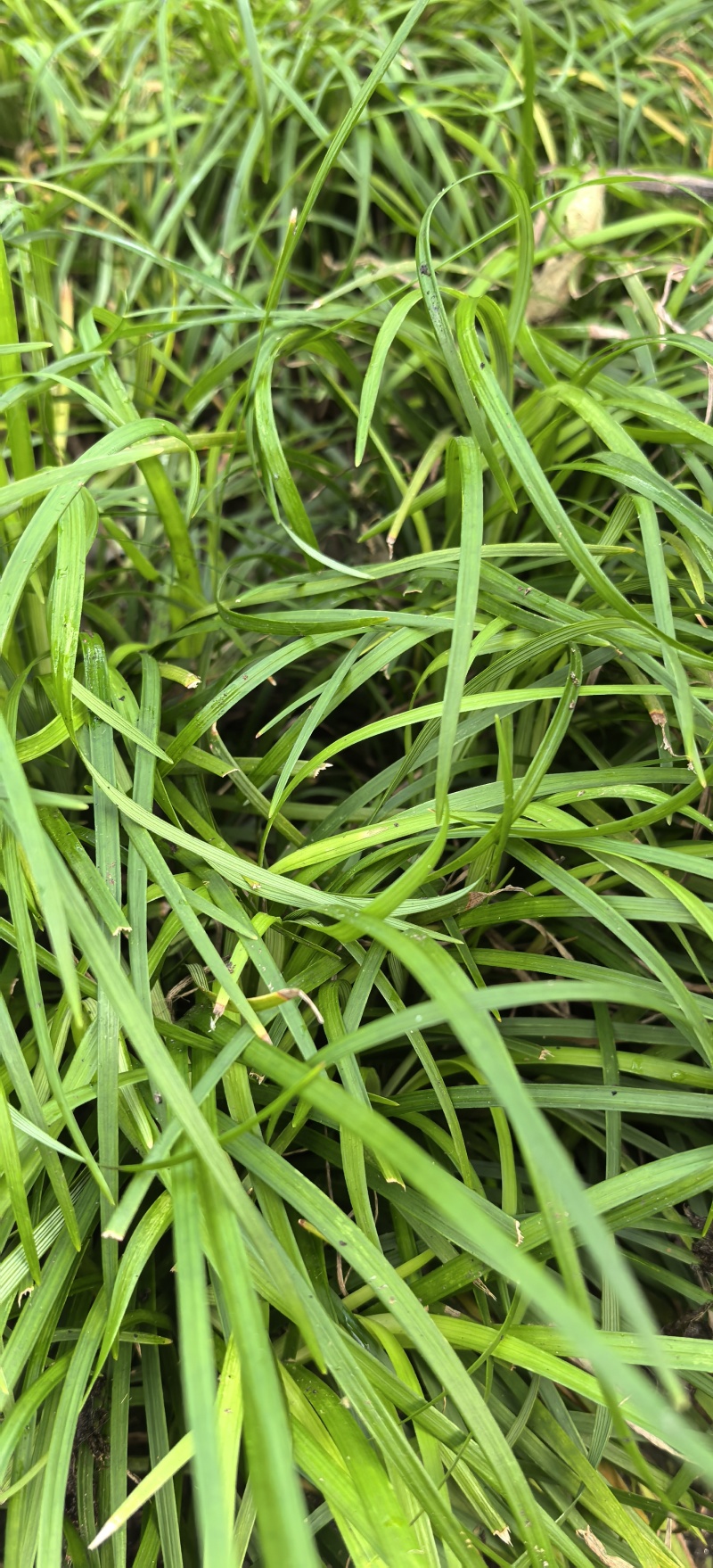 石菖蒲苗根茎苗/子育苗