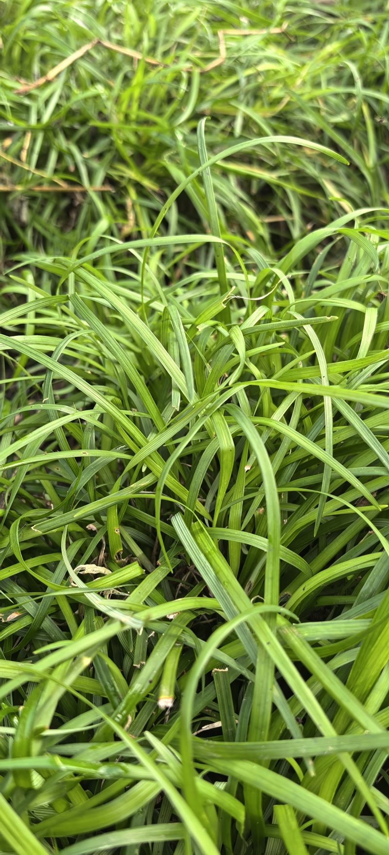 石菖蒲苗根茎苗/子育苗