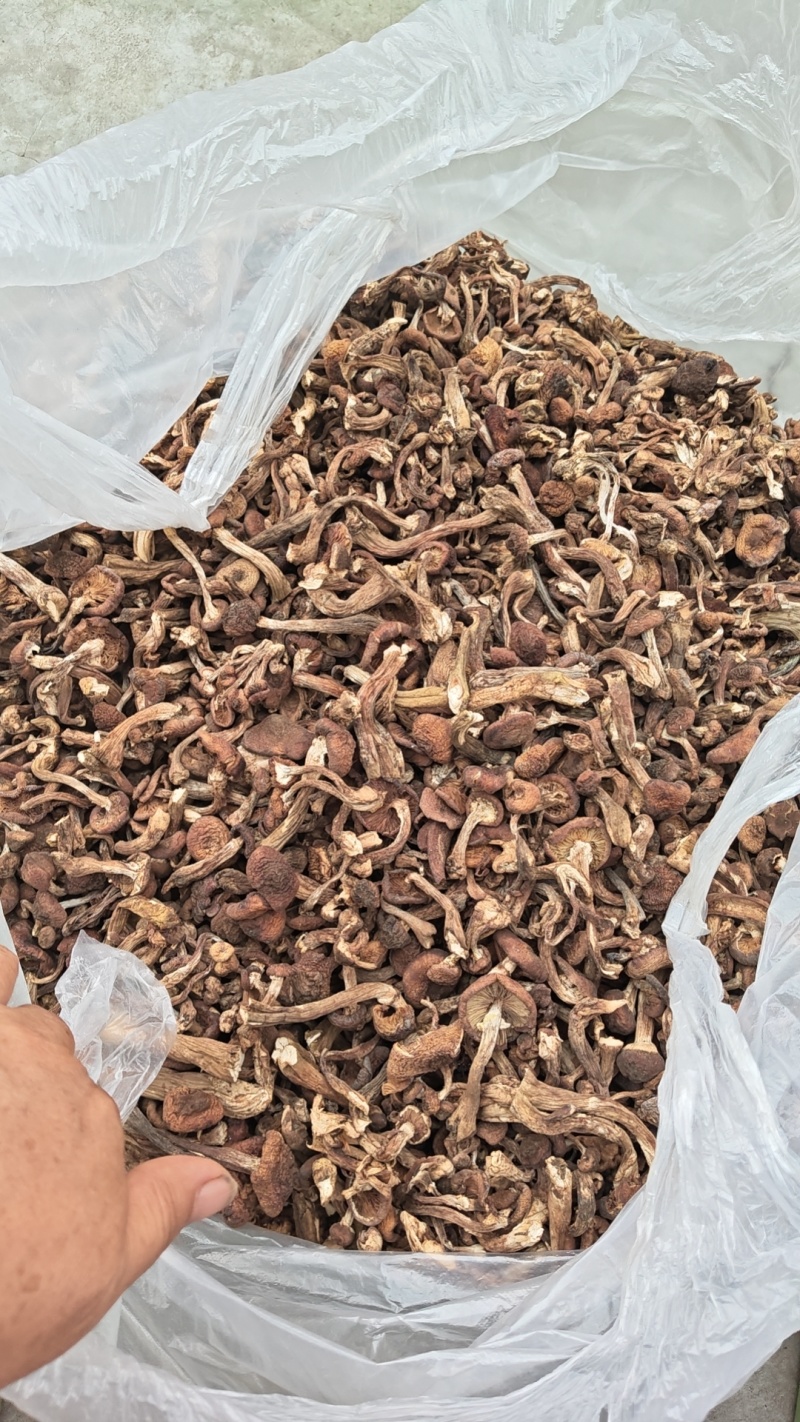 榛蘑干蘑菇丁60元/斤，片蘑菇(原货)61元/斤，碎蘑菇