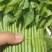 树仔菜一等品11元/斤