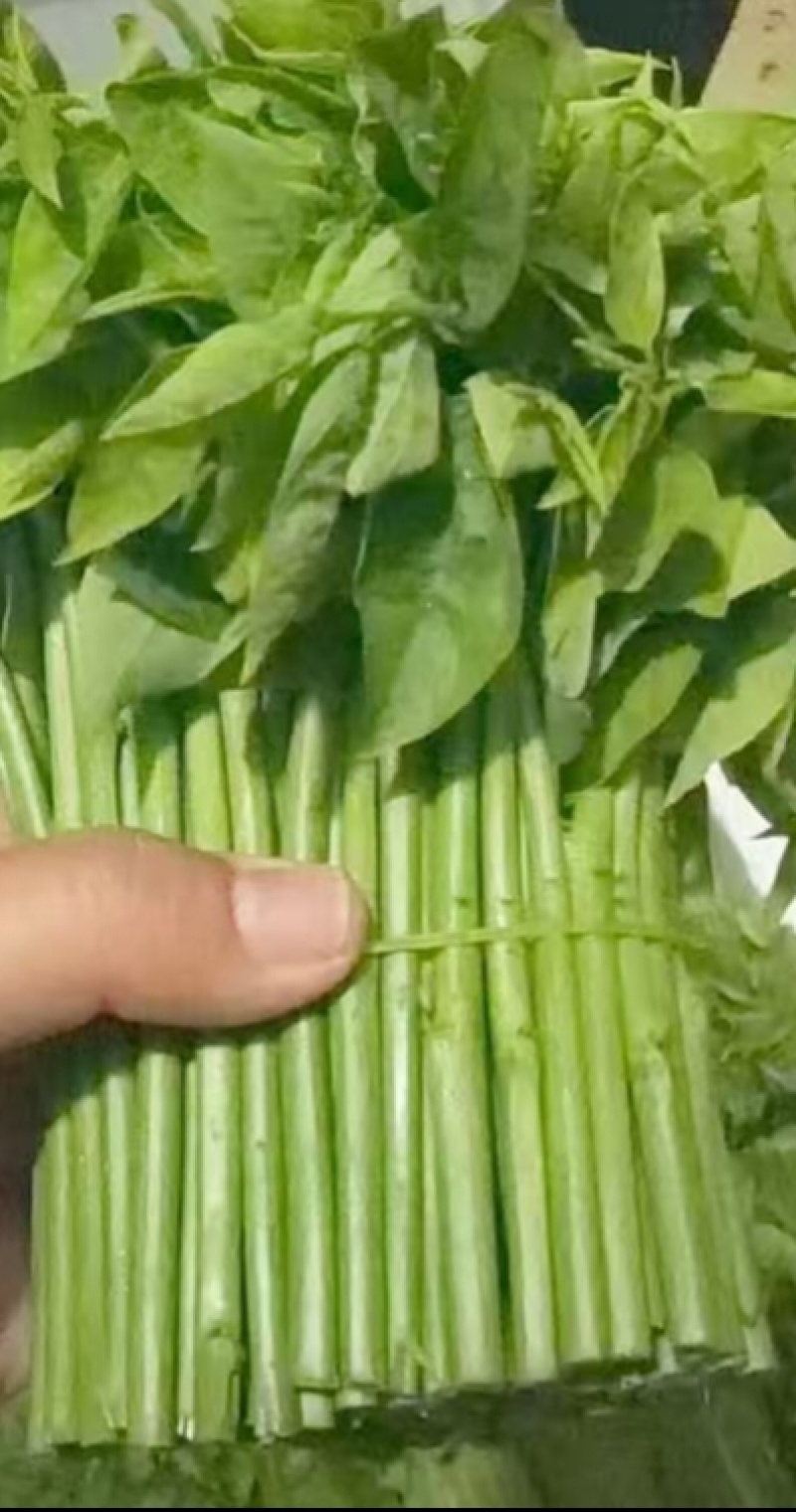 树仔菜一等品11元/斤