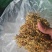 金银花一叶迷/黄金花统货;青色花籽和开花统货20~26