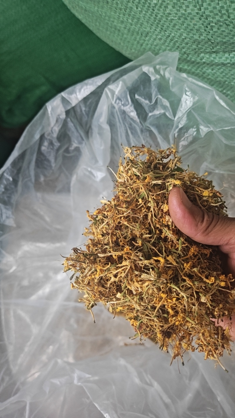 金银花一叶迷/黄金花统货;青色花籽和开花统货20~26
