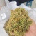 金银花一叶迷/黄金花统货;青色花籽和开花统货20~26