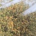 金银花一叶迷/黄金花统货;青色花籽和开花统货20~26