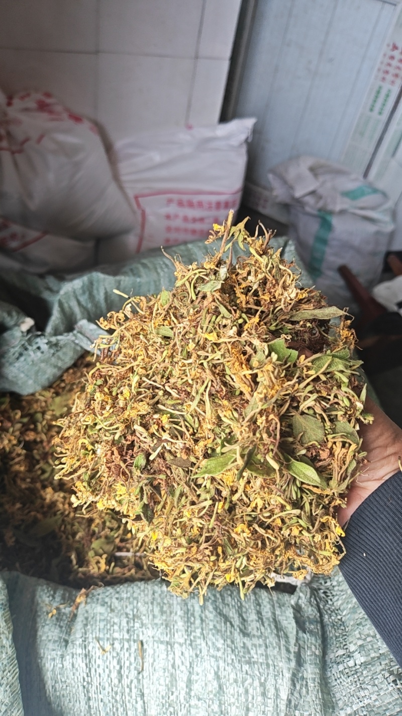 金银花一叶迷/黄金花统货;青色花籽和开花统货20~26