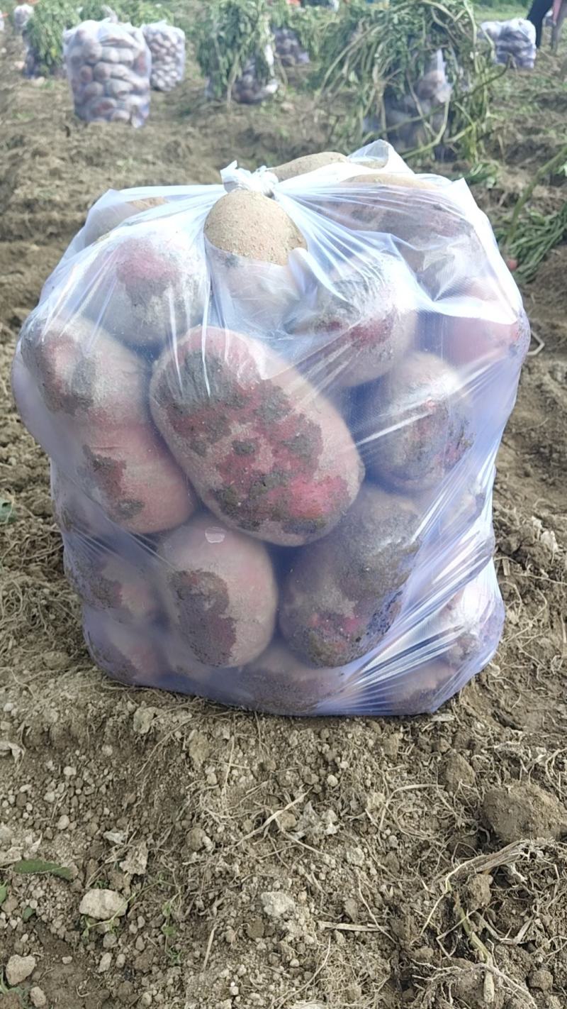 青薯9号土豆3两起步，支持各种包装，可挂车发货
