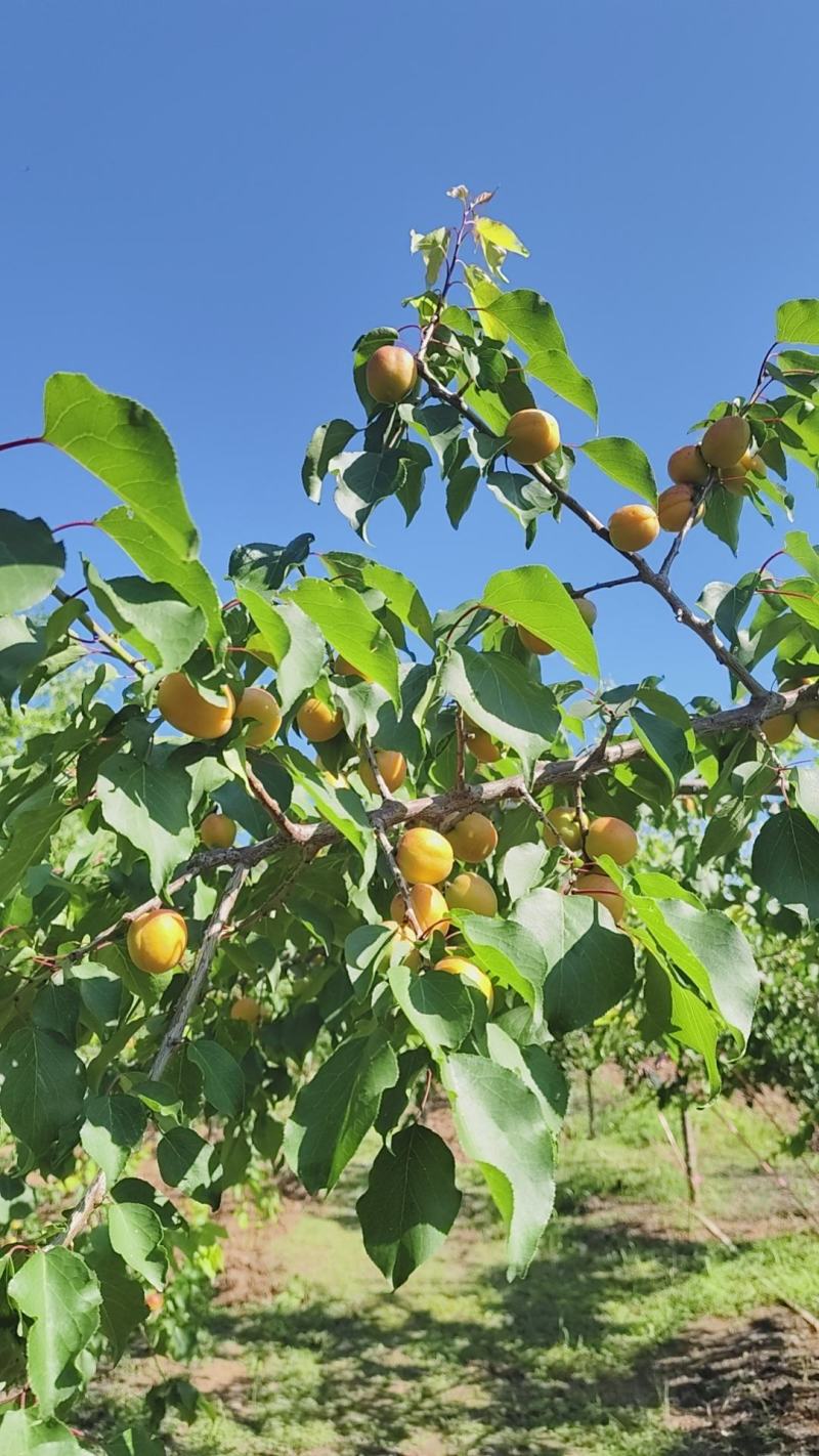 吊干杏