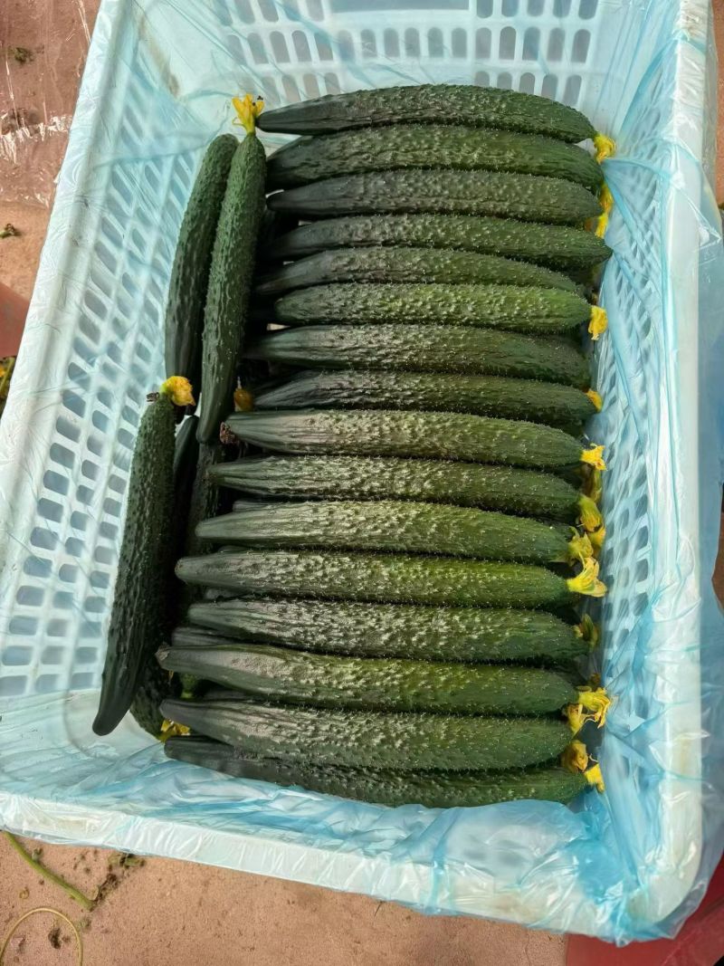 黄瓜