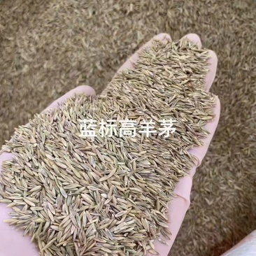 羊茅净籽