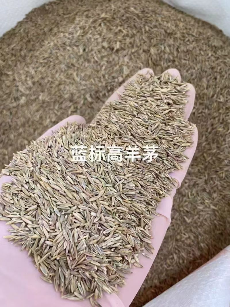 羊茅净籽