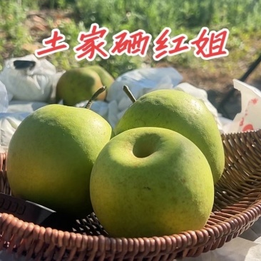 梨单果7两以上