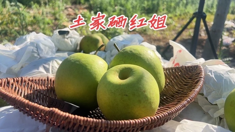 梨单果7两以上