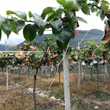 秋月梨单果6两以上，套袋果，果面好，没有抹药，自然成熟