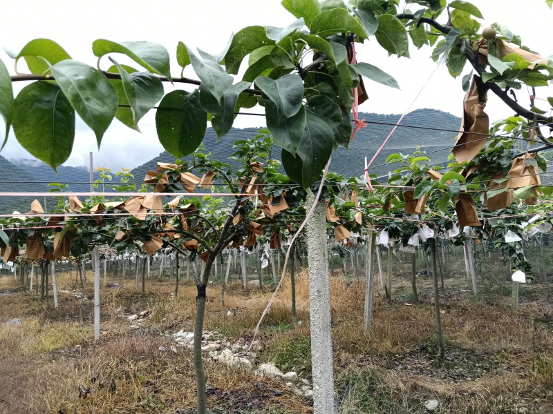 秋月梨单果6两以上，套袋果，果面好，没有抹药，自然成熟