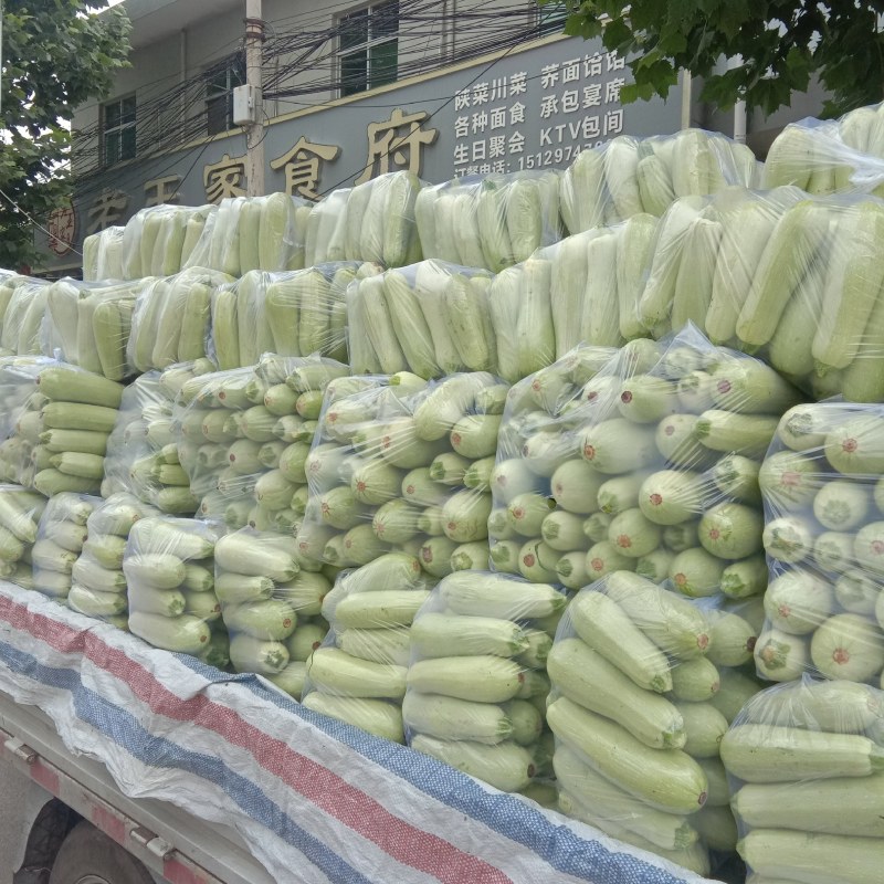 西葫芦通货，单重8两到1.5斤