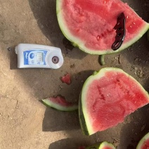 硒砂瓜一手货源，品质有保证