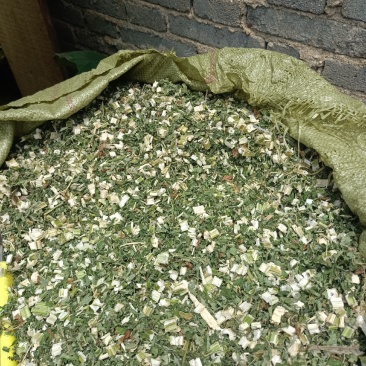 益母草